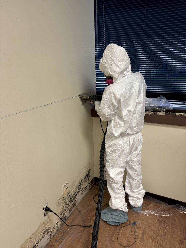 Mold remediation service