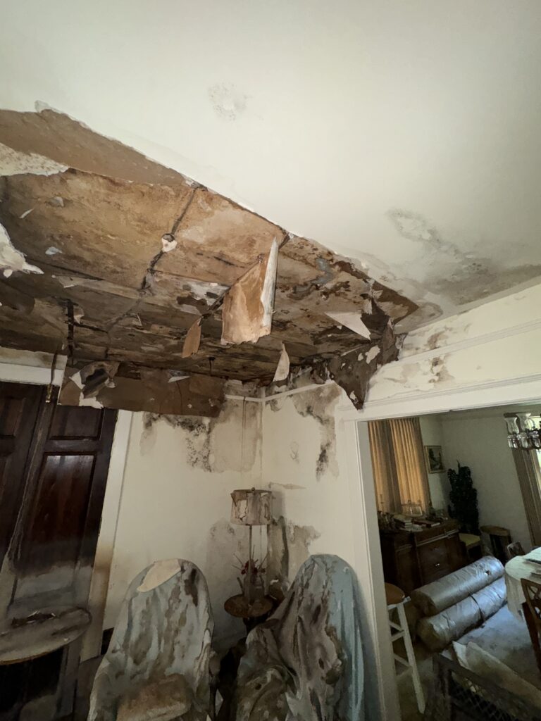 Mold remediation service